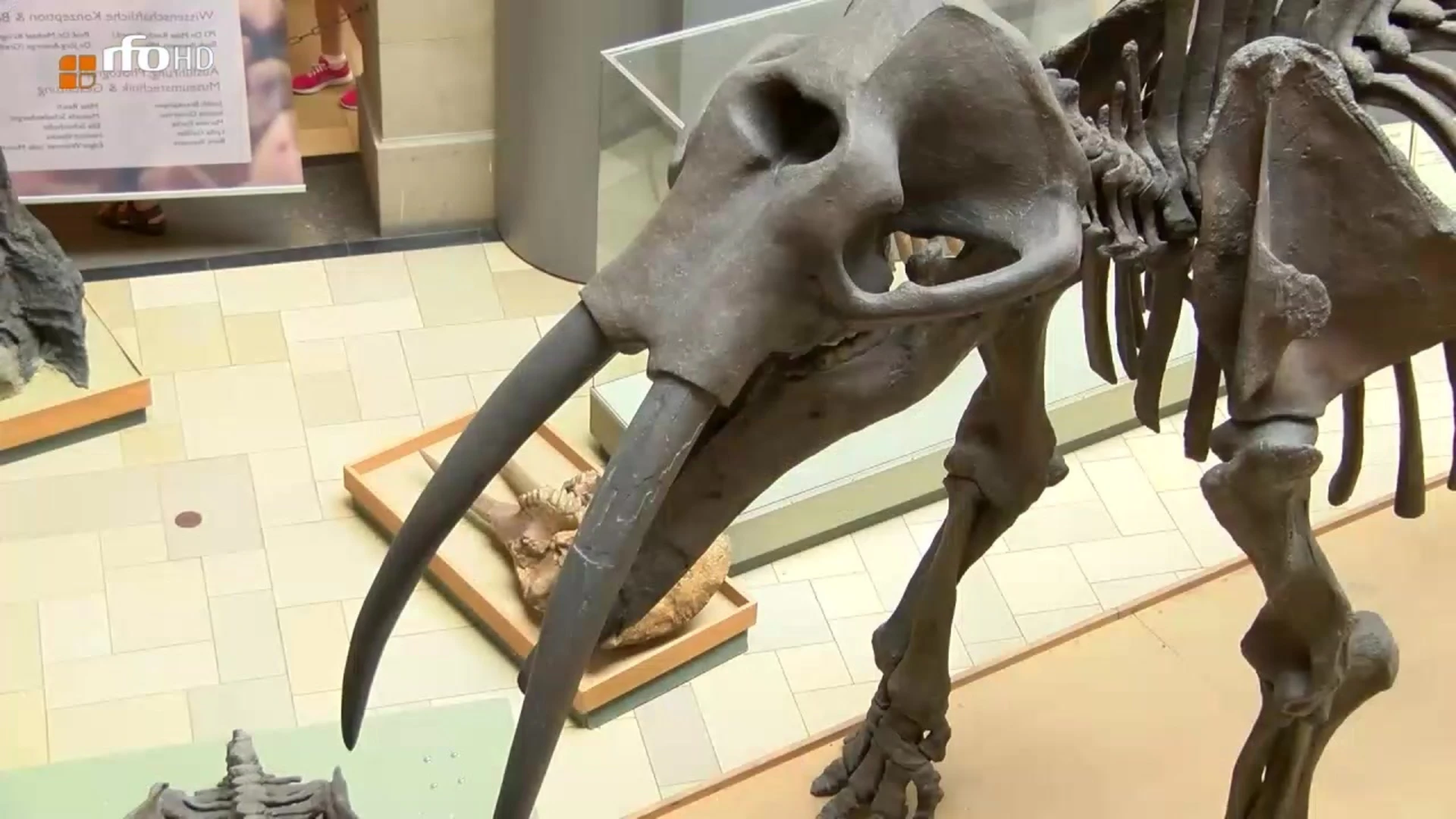 Der Mhldorfer Urelefant